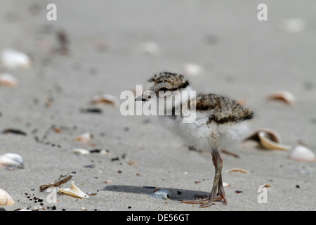 Sandregenpfeifer (Charadrius Hiaticula), Küken, Minsener Oog, Ostfriesischen Inseln, untere Sachsen Nationalpark Wattenmeer Stockfoto