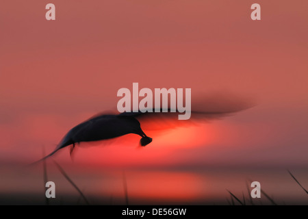 Seeschwalbe (Sterna Hirundo) mit Beute gegen das Licht bei Sonnenuntergang, Minsener Oog, Ostfriesischen Inseln, untere Sachsen Wattenmeer Stockfoto