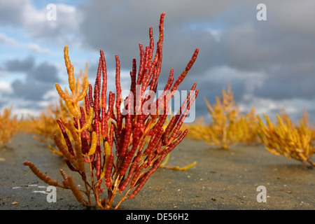 Queller oder Queller (Salicornia Europaea) in einem Wattenmeer, Salzwiesen, Herbstfarben, Minsener Oog, Ostfriesischen Inseln, geringer Stockfoto