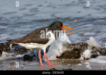 Austernfischer (Haematopus Ostralegus), Warnung Geste im Wattenmeer, Minsener Oog, Ostfriesischen Inseln Stockfoto