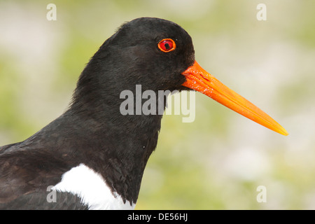 Eurasischen Austernfischer (Haematopus Ostralegus), Porträt, Minsener Oog, Ostfriesischen Inseln, Landkreis Friesland, Niedersachsen Stockfoto