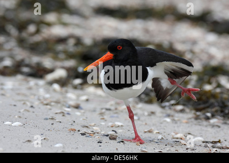 Austernfischer (Haematopus Ostralegus), putzen, Minsener Oog, Osten Ostfriesischen Inseln, untere Sachsen Wattenmeer, Niedersachsen Stockfoto