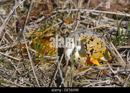 Zerbrochene Ei von einer eurasischen Austernfischer (Haematopus Ostralegus), Minsener Oog, Ostfriesischen Inseln, Friesland Bezirk Stockfoto