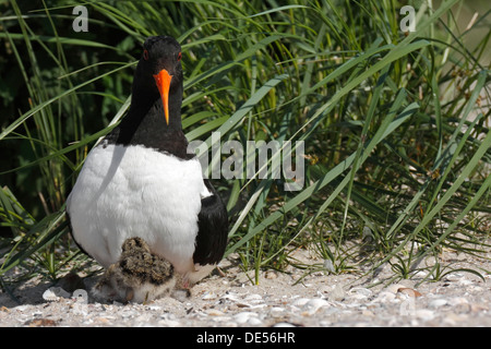 Eurasischen Austernfischer (Haematopus Ostralegus), Altvogel mit einem Küken, Minsener Oog, Ostfriesischen Inseln, Friesland District Stockfoto