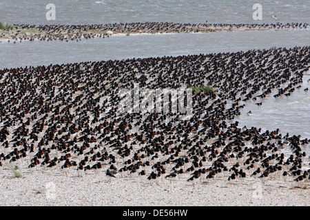 Eine Herde von eurasischen Austernfischer (Haematopus Ostralegus) während der Flut, Minsener Oog, Ostfriesischen Inseln Stockfoto