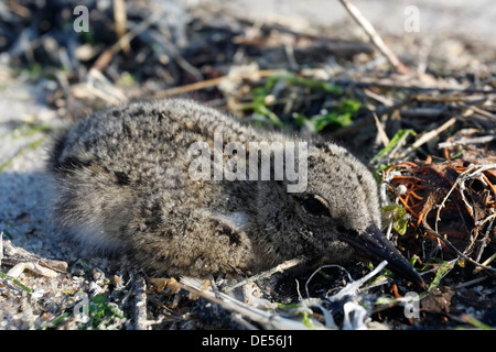 Eurasischen Austernfischer (Haematopus Ostralegus), Küken, die sitzen in der Drift, getarnt, Minsener Oog, Ostfriesischen Inseln Stockfoto