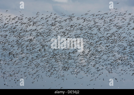 Eine Herde von eurasischen Austernfischer (Haematopus Ostralegus) im Flug, Minsener Oog, Ostfriesischen Inseln, Friesland Bezirk Stockfoto