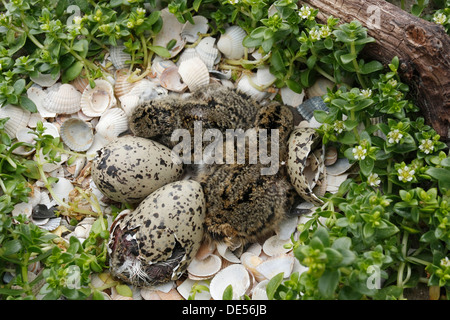 Eurasischen Austernfischer (Haematopus Ostralegus), Küken, die sitzen in der Verschachtelung Raum neben Eiern, Küken schlüpfen, Minsener Oog Stockfoto