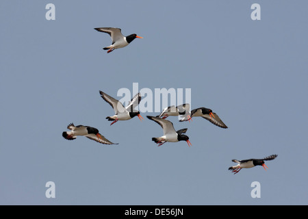 Herde der eurasischen Austernfischer (Haematopus Ostralegus) im Flug, Minsener Oog, Ostfriesischen Inseln, Friesland Bezirk Stockfoto