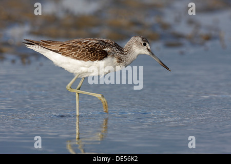 Grünschenkel (Tringa Nebularia), Ostfriesischen Inseln, Ostfriesland, Niedersachsen, Deutschland Stockfoto