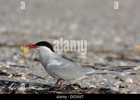 Küstenseeschwalbe (Sterna Paradisaea) Fütterung, Ostfriesischen Inseln, Ostfriesland, Niedersachsen, Deutschland Stockfoto