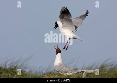 Ostfriesischen Inseln, Ostfriesland, Niedersachsen, zwei Lachmöwen (Chroicocephalus Ridibundus, ehemals Larus Ridibundus) Stockfoto