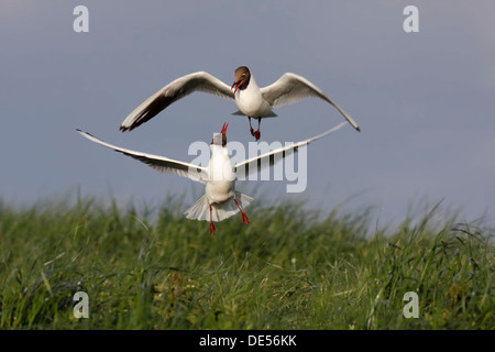 Ostfriesischen Inseln, Ostfriesland, Niedersachsen, zwei Lachmöwen (Chroicocephalus Ridibundus, ehemals Larus Ridibundus) Stockfoto