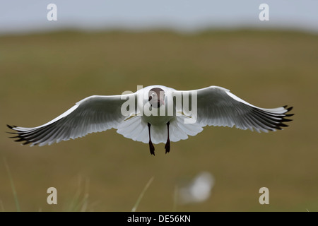 Lachmöwe (Chroicocephalus Ridibundus, ehemals Larus Ridibundus), im Flug, Ostfriesischen Inseln, Ostfriesland Stockfoto