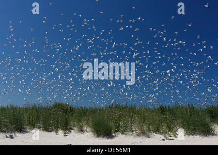 Herde von Lachmöwen (Chroicocephalus Ridibundus, ehemals Larus Ridibundus), im Flug, Ostfriesischen Inseln Stockfoto