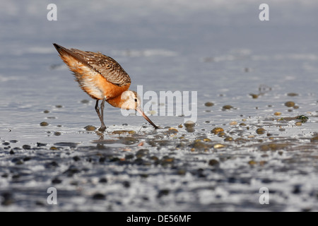 Bar-tailed Uferschnepfe (Limosa Lapponica), während der Herbstzug Nahrungssuche in Zucht Gefieder, Ostfriesischen Inseln Stockfoto