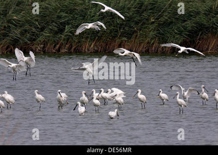 Eurasische Löffler oder gemeinsame Löffler (Platalea Leucorodia) Herde mit Jungvögel während der Herbstzug Stockfoto