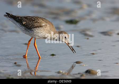 Gemeinsamen Rotschenkel (Tringa Totanus) auf Nahrungssuche in das Wattenmeer während der Herbstzug mit Krabben als Beute, Ostfriesischen Inseln Stockfoto