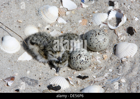 Gemeinsamen Flussregenpfeifer Regenpfeifer oder Flussregenpfeifer-Regenpfeifer (Charadrius Hiaticula), Küken im Nest, Kupplung, Ostfriesischen Inseln, Ostfriesland Stockfoto