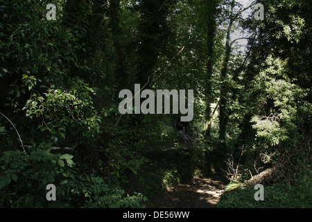 Waldweg. Creswell Crags, Welbeck, Worksop, Nottinghamshire, UK Stockfoto