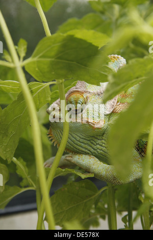 männliche Jemen oder Jemenchamäleon unter Pflanzen Chamaeleo calyptratus Stockfoto