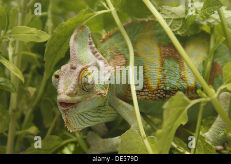 männliche Jemen oder Jemenchamäleon unter Pflanzen Chamaeleo calyptratus Stockfoto