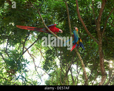 Rote Aras (Ara Macao), thront auf einem Baum, Carara Nationalpark, Costa Rica, Mittelamerika Stockfoto