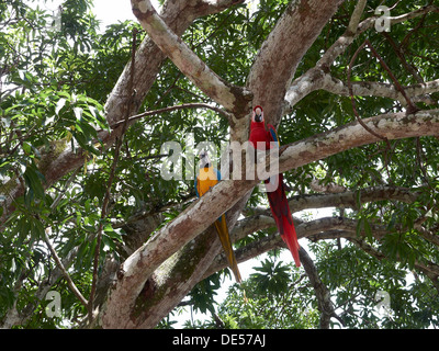 Hellroten Aras (Ara Macao) und eine blau-gelbe Ara oder blau und Gold Aras (Ara Ararauna) thront auf einem Baum Stockfoto