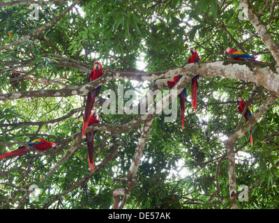 Rote Aras (Ara Macao), thront auf einem Baum, Carara Nationalpark, Costa Rica, Mittelamerika Stockfoto