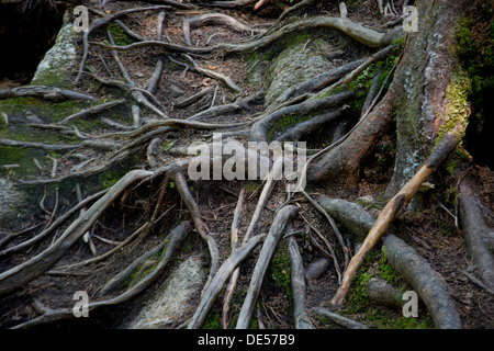 Baumwurzeln Felsen umarmt Stockfoto