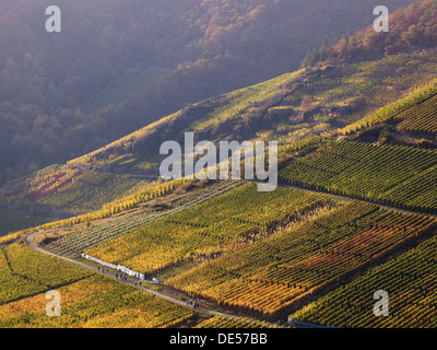 Weinberge im Herbst, Mayschoß, Ahrtal, Eifel, Rheinland-Pfalz, Deutschland Stockfoto