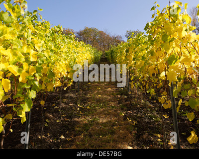 Weinreben im Herbst, Mayschoß, Ahrtal, Eifel, Rheinland-Pfalz, Deutschland Stockfoto