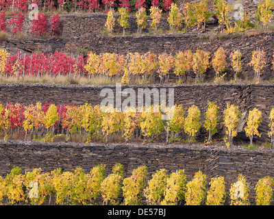 Reben wachsen auf terrassierten Weinberge im Herbst, Mayschoß, Ahrtal, Eifel, Rheinland-Pfalz, Deutschland Stockfoto