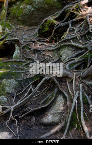 Baumwurzeln Felsen umarmt Stockfoto