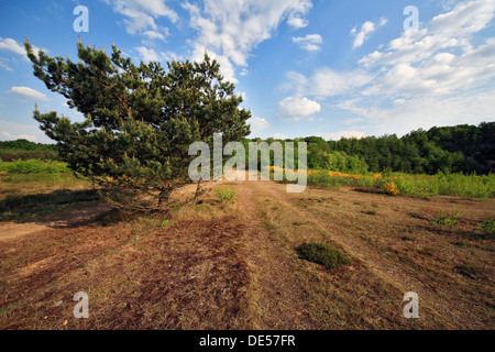 Kiefer in Heide, Geisterbusch, Wahner Heide, Köln, Nordrhein-Westfalen Stockfoto