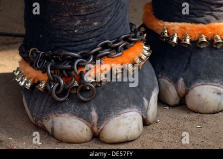 Elefantenfüße, dekoriert Pooram Festivals, Thrissur, Kerala, Südindien, Indien, Asien Stockfoto