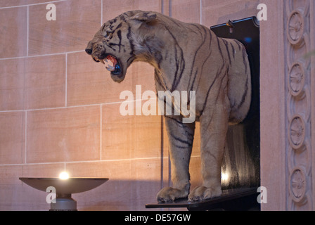 Gefüllte Tiger, Palace Hotel, Umaid-Bhavan-Palast, Jodhpur, Rajasthan, Indien, Asien Stockfoto