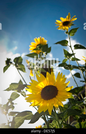 Sonnenblumen (Helianthus Annuus), Stuttgart, Baden-Württemberg Stockfoto