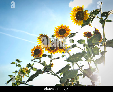 Sonnenblumen (Helianthus Annuus), Hintergrundbeleuchtung, Stuttgart, Baden-Württemberg Stockfoto