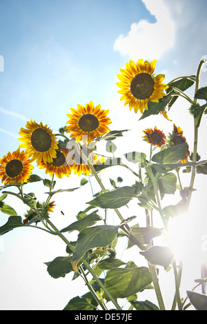 Sonnenblumen (Helianthus Annuus), Hintergrundbeleuchtung, Stuttgart, Baden-Württemberg Stockfoto