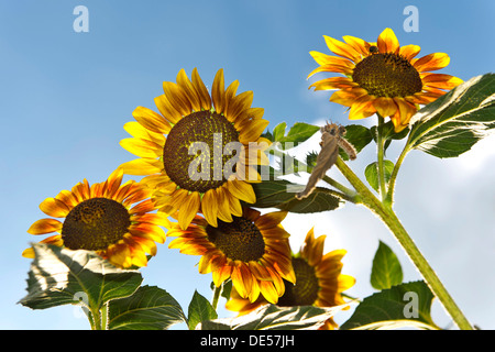 Sonnenblumen (Helianthus Annuus), Stuttgart, Baden-Württemberg Stockfoto