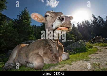 Tyrolean Brown, hornlosen Kuh kauen ein Wiederkäuen, Grawa Alm Alm, Stubaital, Tirol, Österreich Stockfoto