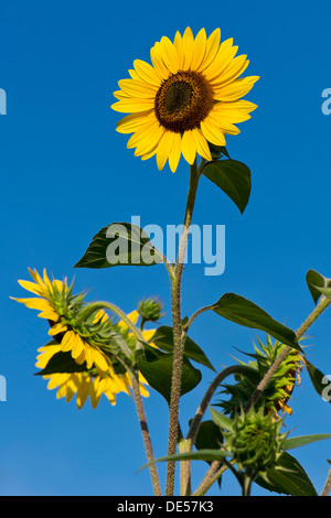 Sonnenblumen (Helianthus Annuus) vor einem blauen Himmel, Stuttgart, Baden-Württemberg Stockfoto