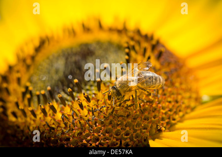Westliche Honigbiene (Apis Mellifera) thront auf einer Sonnenblume (Helianthus Annuus), Detailansicht der Blüte, Stuttgart Stockfoto