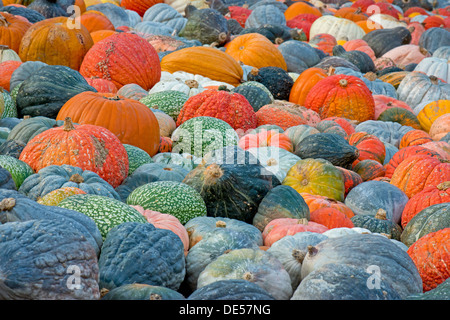 Verschiedene Sorten Kürbisse, Zucchini und Kürbisse (Cucurbita Pepo), Baden-Württemberg Stockfoto