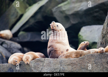 Kolonie von Seelöwen in Kenai Fjords Nationalpark, Alaska, Vereinigte Staaten von Amerika Stockfoto