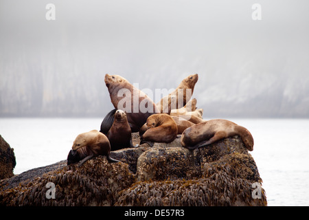 Kolonie von Seelöwen in Kenai Fjords Nationalpark, Alaska, Vereinigte Staaten von Amerika Stockfoto