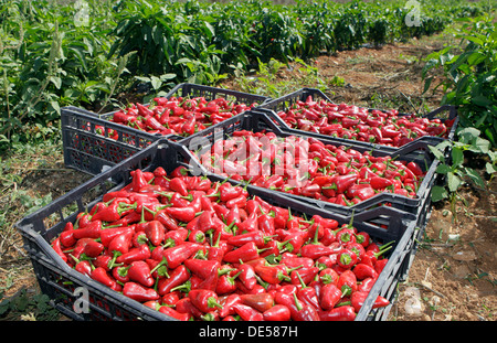 Chily rote Paprika werden in einem spanischen Bauernhof zugeschnitten. Stockfoto