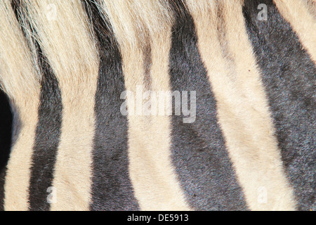 Zebra Streifen - Wildlife Hintergrund aus Afrika - Schönheit der Farbe und einzigartigen Markierungen Stockfoto