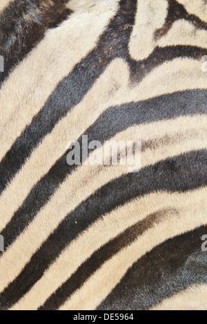 Zebra Streifen - Wildlife Hintergrund aus Afrika - Schönheit der Farbe und einzigartigen Markierungen Stockfoto